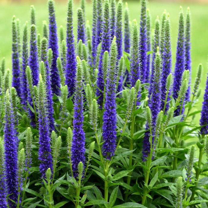 Ereprijs - Veronica spicata 'Blue'
