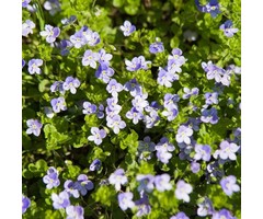 Ereprijs - Veronica repens