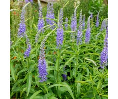 Ereprijs - Veronica longifolia 'Blauriesin'