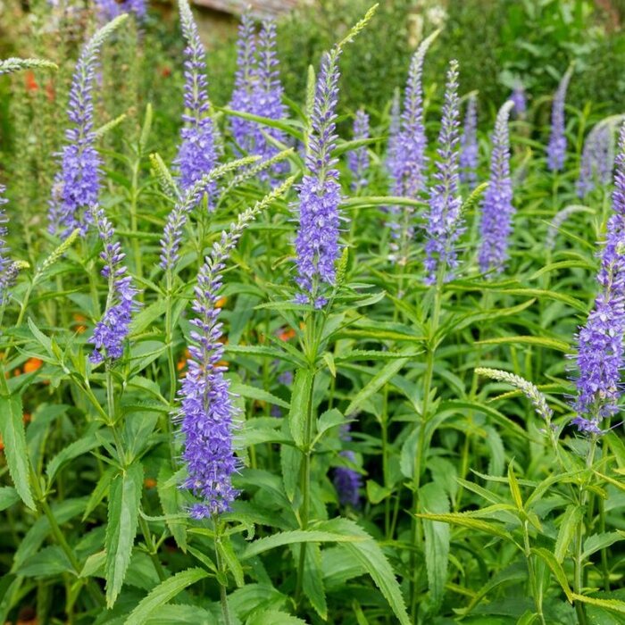 Ereprijs - Veronica longifolia 'Blauriesin'