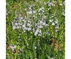 Ereprijs - Veronica gentianoides