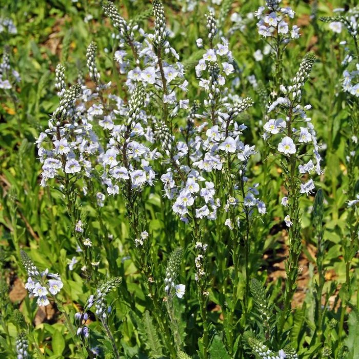 Ereprijs - Veronica gentianoides