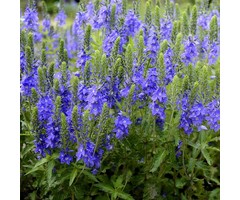 Ereprijs - Veronica austriaca