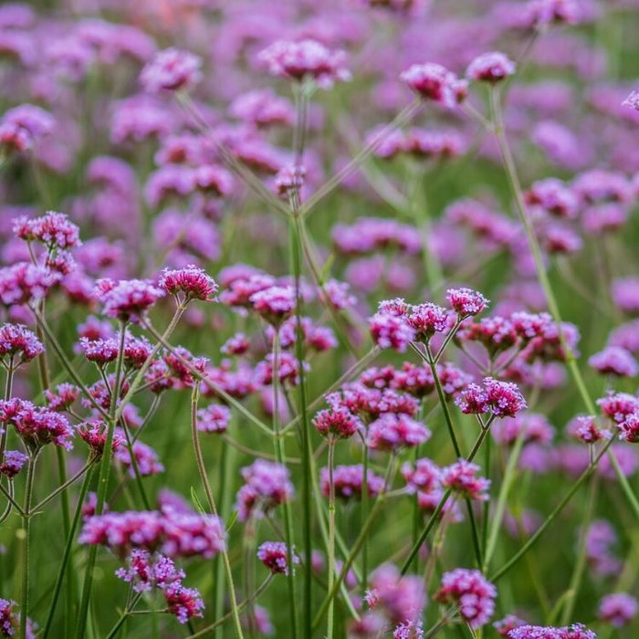 Ijzerhard - Verbena bonariensis 'Lollypop'