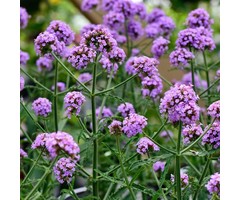 Ijzerhard - Verbena bonariensis