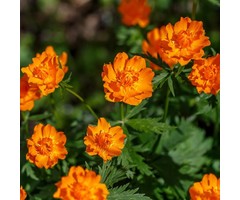 Kogelbloem - Trollius chinensis 'Golden Queen'
