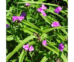Eendagsbloem - Tradescantia andersoniana 'Karminglut'