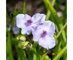 Eendagsbloem - Tradescantia andersoniana 'Bilberry Ice'