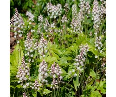 Perzische muts - Tiarella cordifolia