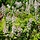 Perzische muts - Tiarella cordifolia