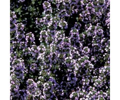 Tijm - Thymus praecox 'Pink Chintz'