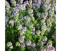 Kruiptijm - Thymus serpyllum