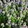 Kruiptijm - Thymus serpyllum