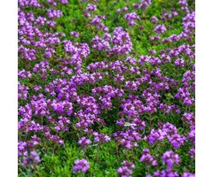 Tijm - Thymus praecox 'Coccineus'