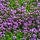 Tijm - Thymus praecox 'Coccineus'