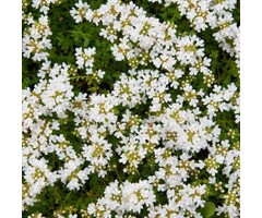 Kruiptijm - Thymus praecox 'Albiflorus'