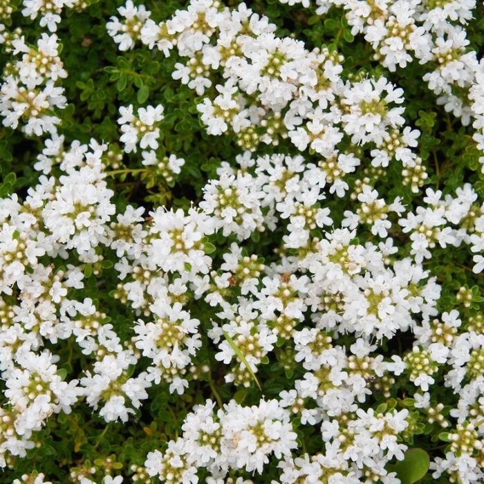 Kruiptijm - Thymus praecox 'Albiflorus'