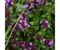 Citroentijm - Thymus 'Doone Valley'