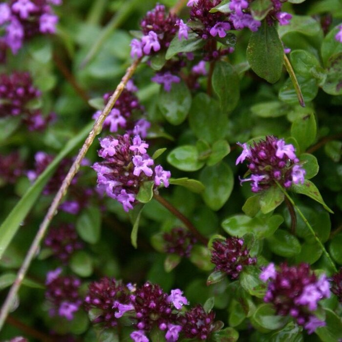 Citroentijm - Thymus 'Doone Valley'
