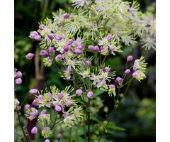 Ruit - Thalictrum delavayi
