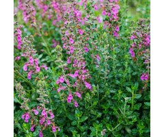 Gamander - Teucrium chamaedrys