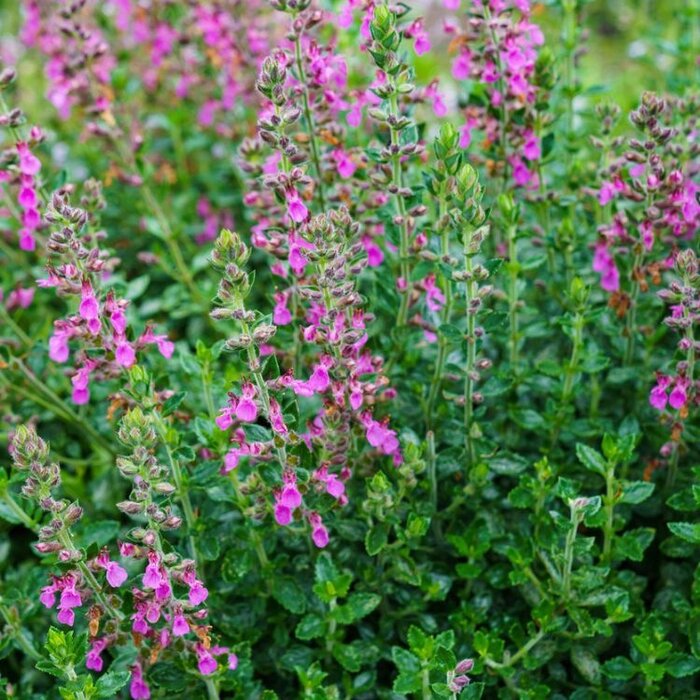 Gamander - Teucrium chamaedrys