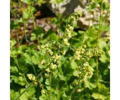 Mijterloof - Tellima grandiflora