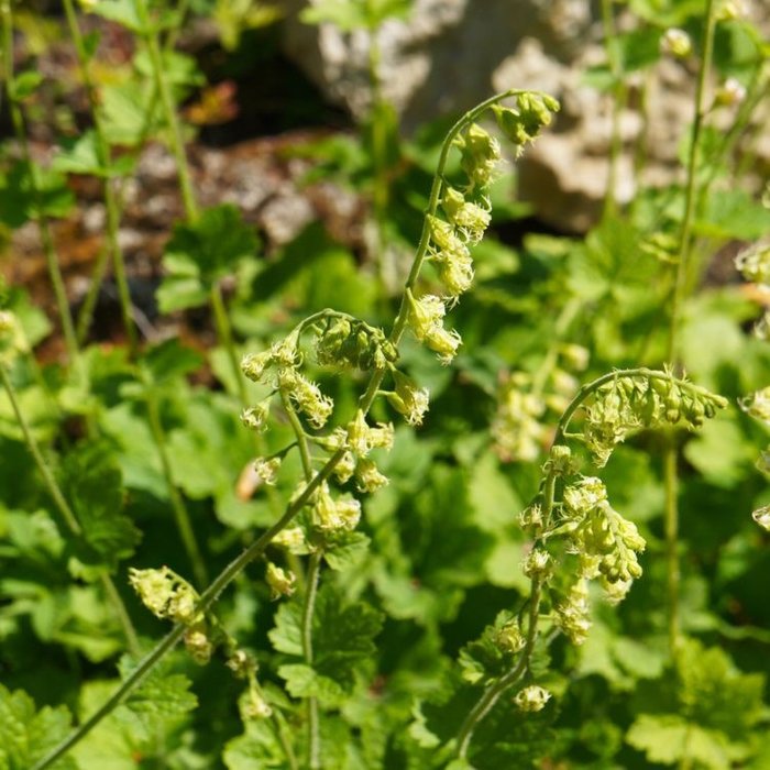 Mijterloof - Tellima grandiflora