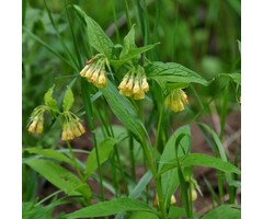Smeerwortel - Symphytum grandiflorum