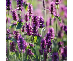 Ezelsoor - Stachys monieri 'Hummelo'