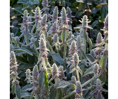 Ezelsoor - Stachys byzantina 'Helene von Stein'