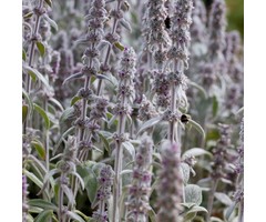 Ezelsoor - Stachys byzantina 'Silver Carpet'