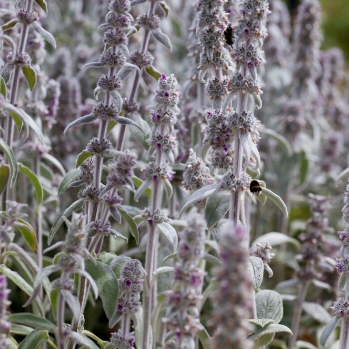 Ezelsoor - Stachys byzantina 'Silver Carpet'