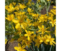 Bieslelie - Sisyrinchium californicum