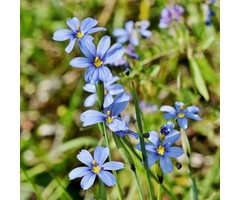 Bieslelie - Sisyrinchium angustifolium
