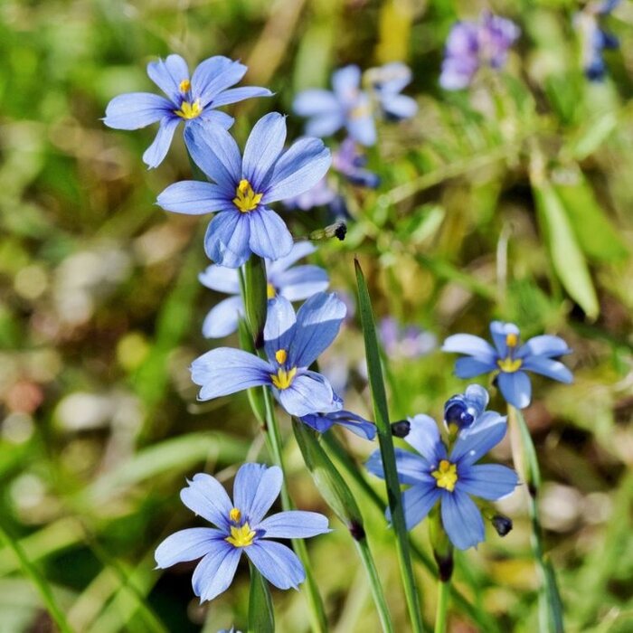 Bieslelie - Sisyrinchium angustifolium
