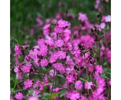 Lijmkruid - Silene schafta