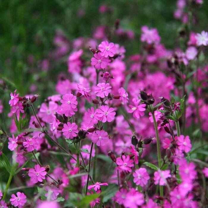 Lijmkruid - Silene schafta