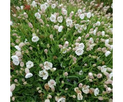 Lijmkruid - Silene maritima 'Weisskehlchen'