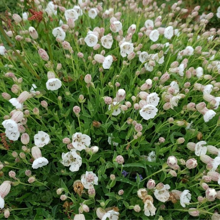 Lijmkruid - Silene maritima 'Weisskehlchen'