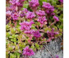 Vetkruid - Sedum spurium 'Splendens'