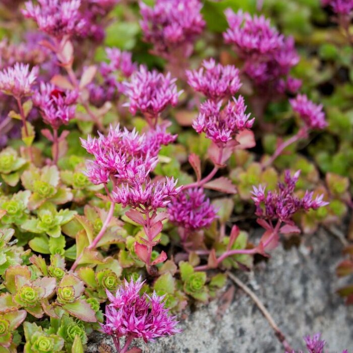 Vetkruid - Sedum spurium 'Splendens'