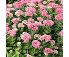 Hemelsleutel - Sedum spectabile 'Brillant'