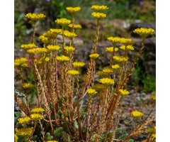 Tripmadam - Sedum reflexum