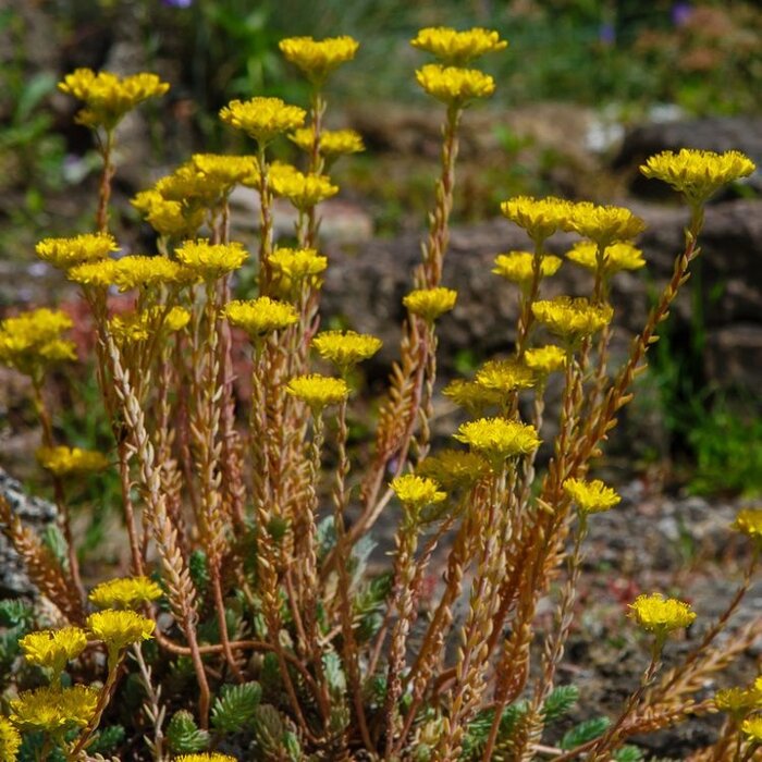 Tripmadam - Sedum reflexum