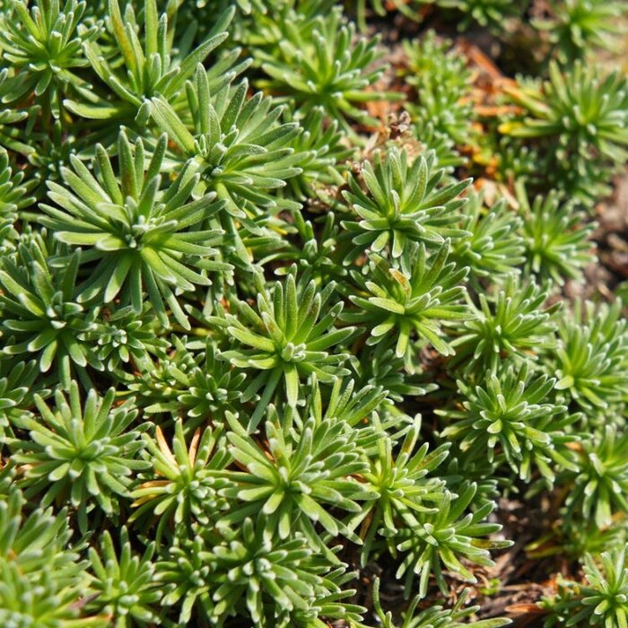 Tripmadam - Sedum reflexum