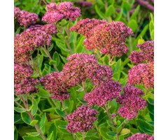 Hemelsleutel - Sedum hybridum 'Autumn Joy'