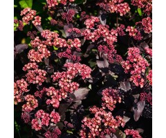 Vetkruid - Sedum hybridum 'Purple Emperor'