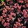 Vetkruid - Sedum hybridum 'Purple Emperor'