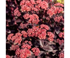Vetkruid - Sedum hybride 'Karfunkelstein'